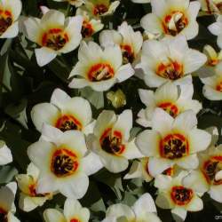 Тюльпаны Грейга Белая звезда ( 5 шт.) — PlantMart