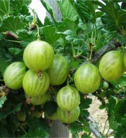 Крыжовник Берилл — PlantMart