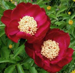 Пион травянистый Сворд Данс (Sword Dance) — PlantMart