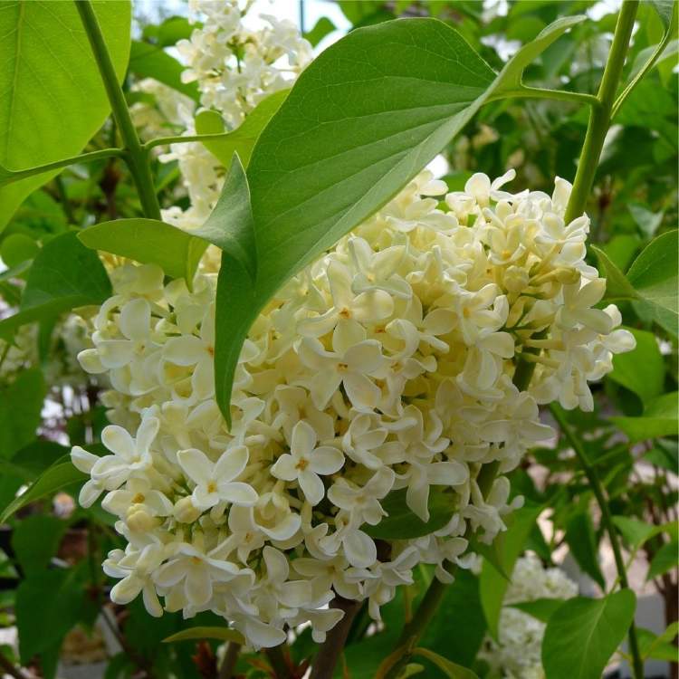 Желтая сирень
