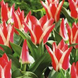 Тюльпаны Грейга Пиноккио ( 5 шт.) — PlantMart