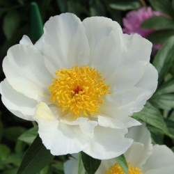 Пион травянистый Белый (White Wings) — PlantMart