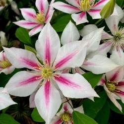 Клематис Андромеда — PlantMart