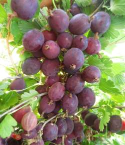 Крыжовник Грушенька — PlantMart