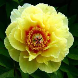 Пион Бартзелла (Bartzella) — PlantMart