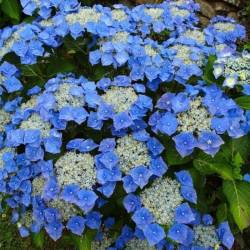 Гортензия крупнолистная Блаумайзе — PlantMart