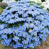 Гортензия крупнолистная Блаумайзе фото 3 — PlantMart