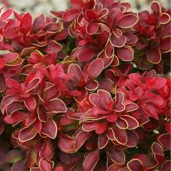 Барбарис Тунберга Адмейриш — PlantMart