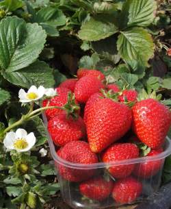 Клубника садовая Альба (3 шт.) — PlantMart