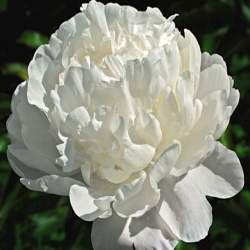 Пион травянистый Миссис Ж.В. Эдлунд (Mrs. J.V. Edlund) — PlantMart