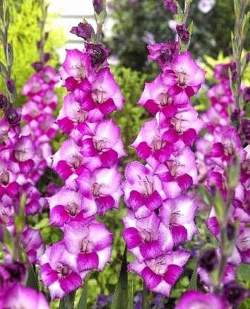 Гладиолус Бабочковидный Блю Стар, 3шт. — PlantMart