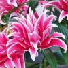 Лилия восточная розовидная Лорена (Lorena) фото 2 — PlantMart