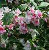 Вейгела цветущая Сьюзен фото 1 — PlantMart
