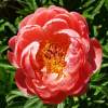 Пион травянистый Корал Чарм (Coral Charm) фото 1 — PlantMart