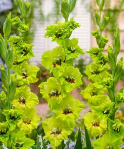 Гладиолус Бабочковидный Ферджи, 3шт. — PlantMart