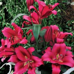 Лилия ОТ-гибрид Профундо (Profundo) — PlantMart