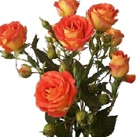 Саженцы роз