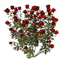 Плетистые розы