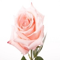 Чайно-гибридные розы