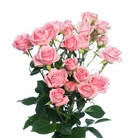 Флорибунда розы