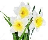 Луковицы нарциссы
