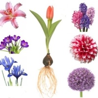 Луковичные цветы