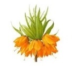 Луковицы рябчика