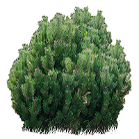 Сосна горная