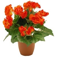 Бегония Грандифлора