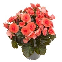 Бегония Каскадная