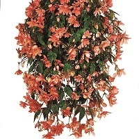 Бегония Плакучая (Ампельная)