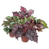 Бегония Невидовая