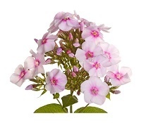 Флокс пятнистый