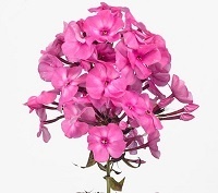 Флокс метельчатый