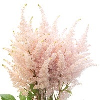 Астильба Арендса