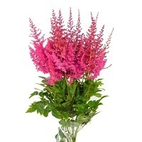 Астильба китайская