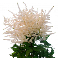 Астильба японская