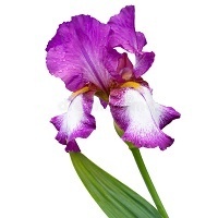 Ирис германский