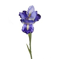 Ирис карликовый