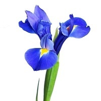 Ирис сибирский