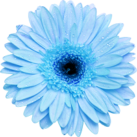 Астра голубоватая