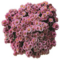 Астра кустарниковая