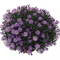 Астра новобельгийская