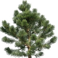 Сосна веймутова