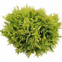 Можжевельник обычный