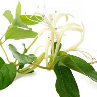 Жимолость декоративная