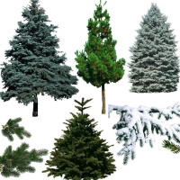 Хвойные деревья