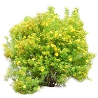 Лапчатка кустарниковая