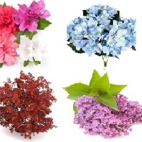 Декоративные деревья и кусты