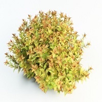 Пузыреплодник